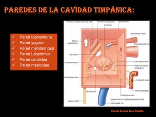    Pared tegmentaria
   Pared yugular
   Pared membranosa
   Pared Laberíntica
   Pared carotidea
   Pared mastoidea
 