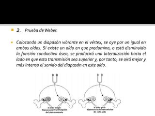  2. Prueba deWeber.
 Colocando un diapasón vibrante en el vértex, se oye por un igual en
ambos oídos. Si existe un oído en que predomina, o está disminuida
la función conductiva ósea, se producirá una lateralización hacia el
lado en que esta transmisión sea superior y, por tanto, se oirá mejor y
más intenso el sonido del diapasón en este oído.
 
