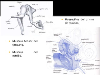  Musculo tensor del
tímpano.
 Musculo del
estribo.
 Huesecillos del 2 mm
de tamaño.
 