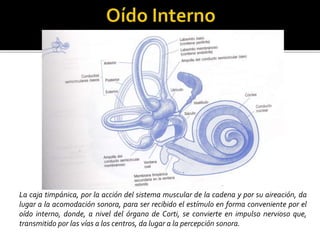 La caja timpánica, por la acción del sistema muscular de la cadena y por su aireación, da
lugar a la acomodación sonora, para ser recibido el estímulo en forma conveniente por el
oído interno, donde, a nivel del órgano de Corti, se convierte en impulso nervioso que,
transmitido por las vías a los centros, da lugar a la percepción sonora.
 
