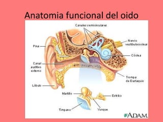 Anatomia funcional del oido
 