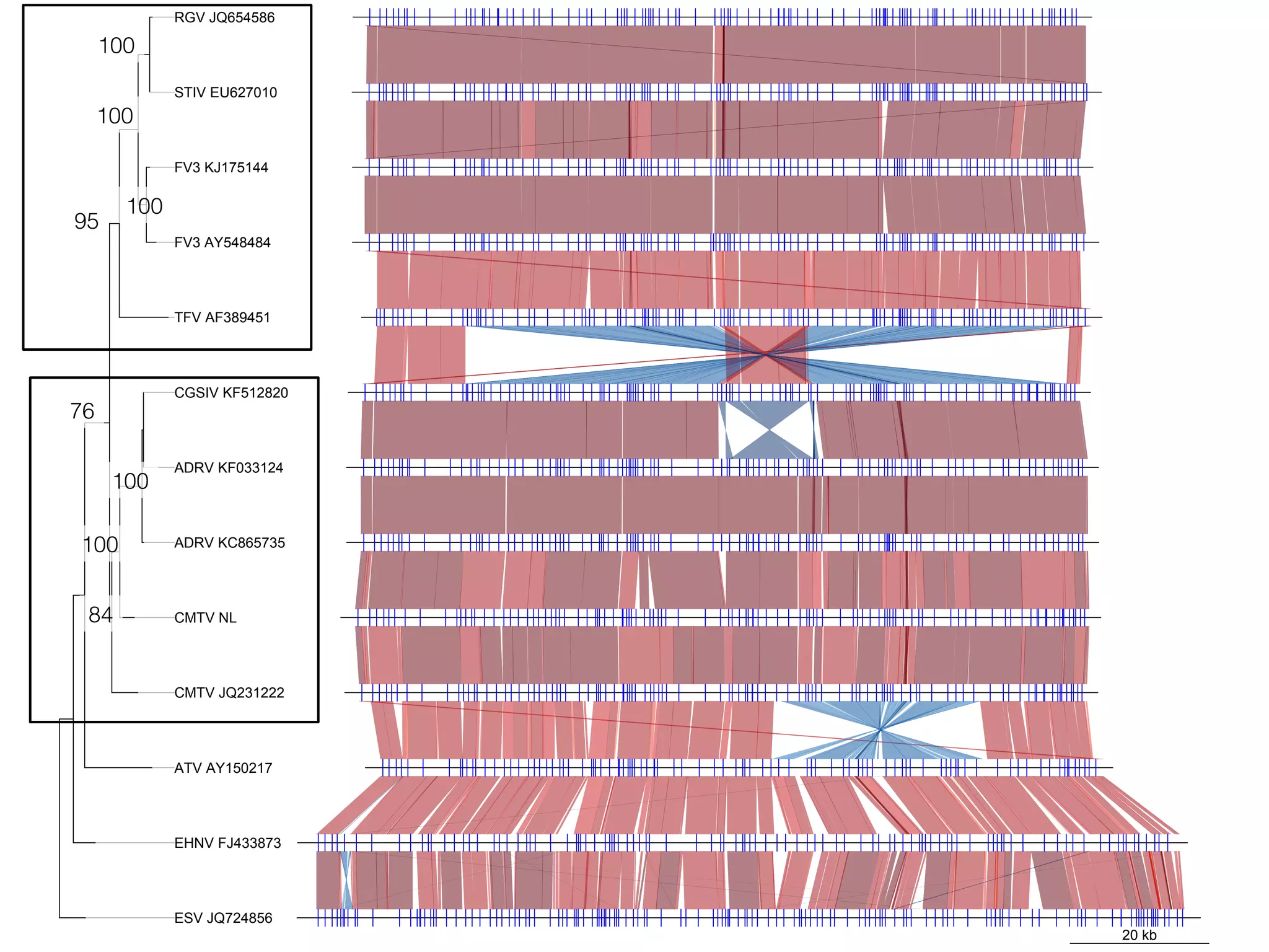 20 kb
RGV JQ654586
STIV EU627010
FV3 KJ175144
FV3 AY548484
TFV AF389451
CGSIV KF512820
ADRV KF033124
ADRV KC865735
CMTV NL
CMTV JQ231222
ATV AY150217
EHNV FJ433873
ESV JQ724856
84!
95!
100!
100!
76!
100!
100!
100!