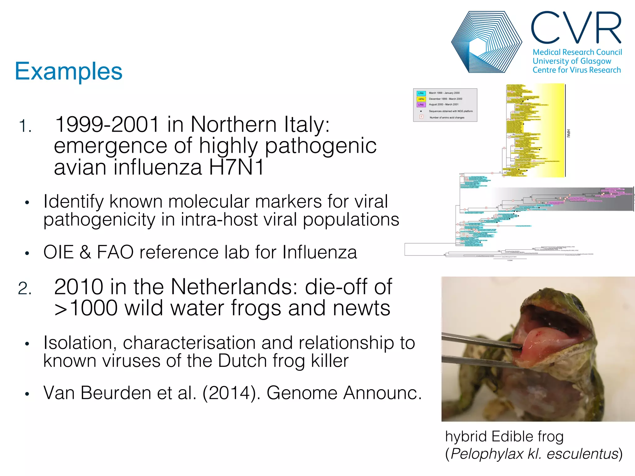 Examples
1. 1999-2001 in Northern Italy:
emergence of highly pathogenic
avian influenza H7N1!
• Identify known molecular markers for viral
pathogenicity in intra-host viral populations!
• OIE & FAO reference lab for Influenza!
2. 2010 in the Netherlands: die-off of
>1000 wild water frogs and newts!
• Isolation, characterisation and relationship to
known viruses of the Dutch frog killer!
• Van Beurden et al. (2014). Genome Announc.!
hybrid Edible frog !
(Pelophylax kl. esculentus)!