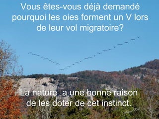 Vous êtes-vous déjà demandé pourquoi les oies forment un V lors de leur vol migratoire? La nature  a une bonne raison de les doter de cet instinct. 
