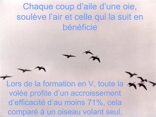 Chaque coup d’aile d’une oie, soulève l’air et celle qui la suit en bénéficie Lors de la formation en V, toute la volée profite d’un accroissement d’efficacité d’au moins 71%, cela comparé à un oiseau volant seul. 