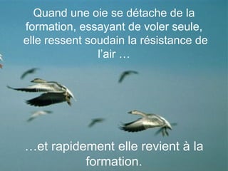 … et rapidement elle revient à la formation. Quand une oie se détache de la formation, essayant de voler seule, elle ressent soudain la résistance de l’air … 