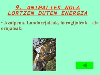9. ANIMALIEK NOLA LORTZEN DUTEN ENERGIA Azalpena. Landarejaleak, haragijaleak  eta orojaleak. 