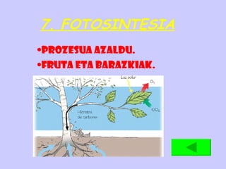 7. FOTOSINTESIA Prozesua azaldu. Fruta eta barazkiak. 