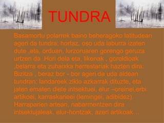 TUNDRA Basamortu polarrek baino beheragoko latitudean ageri da tundra; hortaz, oso uda laburra izaten dute ,eta, orduan, lurzoruaren gorengo geruza urtzen da .Hori dela eta, likenak , goroldioak ,belarra eta zuhaixka herrestariak hazten dira. Bizitza , beraz bor - bor ageri da uda aldean tundran: landareek ziklo azkarrak dituzte, eta jaten ematen diete intsektuei, elur –oreinei,erbi artikoei, karraskarieei (lemingei, adibidez). Harraparien artean, nabarmentzen dira intsektujaleak, elur-hontzak, azeri artikoak… 