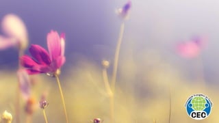 Oi, jesus isadora pompeo