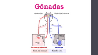 Gónadas
 