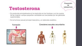Testosterona
• Es producida principalmente en los testículos en los hombres y en los ovarios
de las mujeres, aunque pequeñas cantidades son secretadas por las glándulas
suprarrenales.
• Es la hormona sexual principal masculina y un esteroide anabólico.
Formación Caracteres sexuales secundarios
Prevención
de
osteoporosis
 