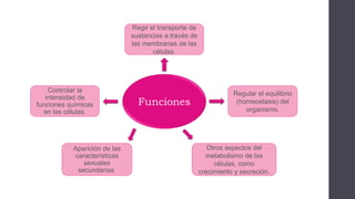 Funciones
Controlar la
intensidad de
funciones químicas
en las células.
Regir el transporte de
sustancias a través de
las membranas de las
células.
Regular el equilibrio
(homeostasis) del
organismo.
Aparición de las
características
sexuales
secundarias.
Otros aspectos del
metabolismo de las
células, como
crecimiento y secreción.
 