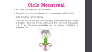 Ciclo Menstrual
• Son fases que se repiten periódicamente
• Comienza en la pubertad y finaliza en la menopausia (45 - 55 años)
• Ciclo menstrual normal: 28 días.
• Los ciclos menstruales son provocados por unas hormonas que secreta
la hipófisis (hormona folículo estimulante FSH hormona luteinizante
LH). Y las hormonas secretadas por los ovarios (estrógeno y
progesterona).
 