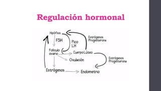 Regulación hormonal
 