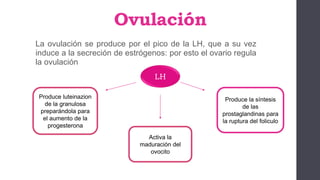 Ovulación
La ovulación se produce por el pico de la LH, que a su vez
induce a la secreción de estrógenos: por esto el ovario regula
la ovulación
LH
Activa la
maduración del
ovocito
Produce luteinazion
de la granulosa
preparándola para
el aumento de la
progesterona
Produce la síntesis
de las
prostaglandinas para
la ruptura del foliculo
 