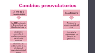 Cambios preovulatorios
Al final de la
menstruación
La FHS estimula
el desarrollo de los
folículos del ovario
Originando
secreción de
estrógenos cuando
los folículos
maduran
Inducen a la
proliferación de las
células del
revestimiento del
útero
Gonadotropina
Actúa en la
primera mitad del
ciclo
Potencia la
respuesta de las
células de
granulosa.
 