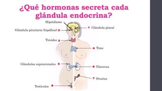 ¿Qué hormonas secreta cada
glándula endocrina?
Glándula pineal
Glándula pituitaria (hipófisis)
Hipotálamo
Tiroides
Timo
Glándulas suprarrenales
Páncreas
Ovarios
Testículos
 