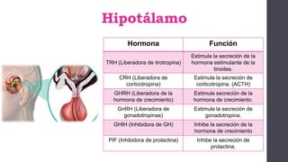 Hipotálamo
Hormona Función
TRH (Liberadora de tirotropina)
Estimula la secreción de la
hormona estimulante de la
tiroides.
CRH (Liberadora de
corticotropina)
Estimula la secreción de
corticotropina. (ACTH)
GHRH (Liberadora de la
hormona de crecimiento)
Estimula secreción de la
hormona de crecimiento.
GnRH (Liberadora de
gonadotropinas)
Estimula la secreción de
gonadotropina.
GHIH (Inhibidora de GH) Inhibe la secreción de la
hormona de crecimiento
PIF (Inhibidora de prolactina) Inhibe la secreción de
prolactina.
 