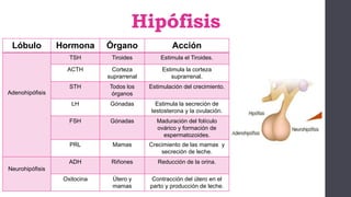 Hipófisis
Lóbulo Hormona Órgano Acción
Adenohipófisis
TSH Tiroides Estimula el Tiroides.
ACTH Corteza
suprarrenal
Estimula la corteza
suprarrenal.
STH Todos los
órganos
Estimulación del crecimiento.
LH Gónadas Estimula la secreción de
testosterona y la ovulación.
FSH Gónadas Maduración del folículo
ovárico y formación de
espermatozoides.
PRL Mamas Crecimiento de las mamas y
secreción de leche.
Neurohipófisis
ADH Riñones Reducción de la orina.
Oxitocina Útero y
mamas
Contracción del útero en el
parto y producción de leche.
 