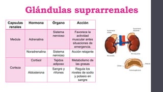Glándulas suprarrenales
Capsulas
renales
Hormona Órgano Acción
Medula Adrenalina
Sistema
nervioso
Favorece la
actividad
muscular antes
situaciones de
emergencia.
Noradrenalina Sistema
nervioso
Acción relajante
Corteza
Cortisol Tejidos
adiposo
Metabolismo de
las grasas
Aldosterona
Sangre y
riñones
Regula los
niveles de sodio
y potasio en
sangre
 