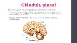 Glándula pineal
La hormona producida en la glándula pineal se llama Melatonina
• Considera el reloj biológico del cuerpo. Con la disminución de la luz, se
inicia la secreción de esta
• Protege el sistema nervioso por su capacidad de captar y eliminar
radicales libres.
 