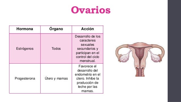 Sistema endocrino