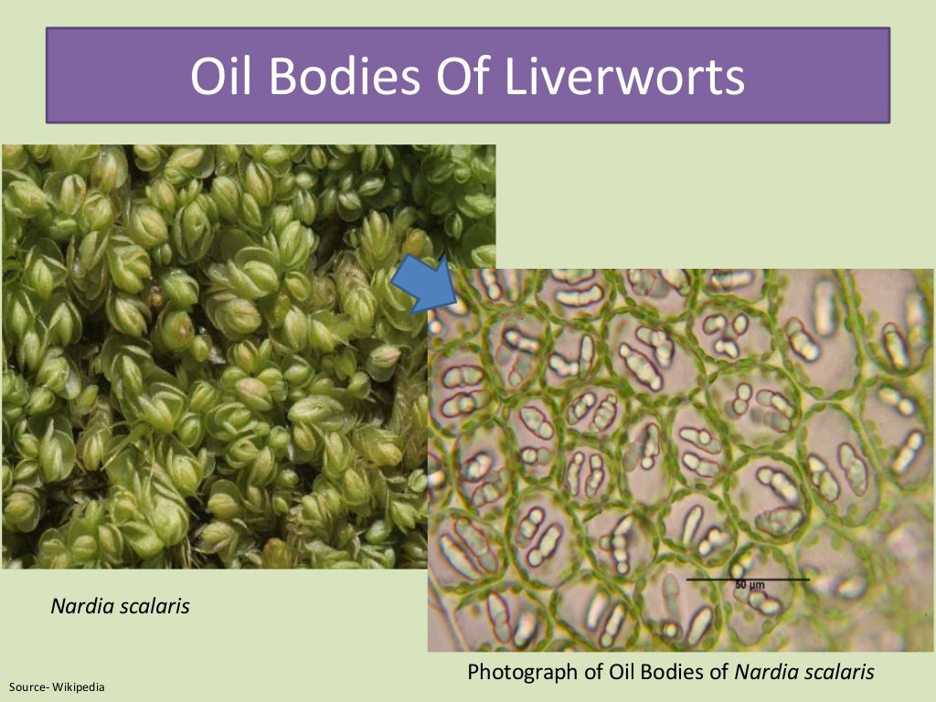Oil bodies and their relative importance in the systematics of bryoph…