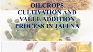 OILCROPS
CULTIVATION AND
VALUE ADDITION
PROCESS IN JAFFNA
1
 