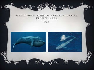 G R E A T Q UA N T I T I E S O F A N I M A L O I L C O M E
FROM WHALES.

 