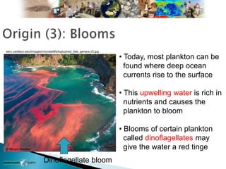 serc.carleton.edu/images/microbelife/topics/red_tide_genera.v3.jpg
• Today, most plankton can be
found where deep ocean
currents rise to the surface
• This upwelling water is rich in
nutrients and causes the
plankton to bloom
• Blooms of certain plankton
called dinoflagellates may
give the water a red tinge
© Miriam Godfrey
Dinoflagellate bloom
 