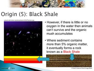 upload.wikimedia.org/wikipedia/en/0/04/Plankton.jpg
• However, if there is little or no
oxygen in the water then animals
can’t survive and the organic
mush accumulates
• Where sediment contains
more than 5% organic matter,
it eventually forms a rock
known as a Black Shale
© Earth Science World Image Bank
 