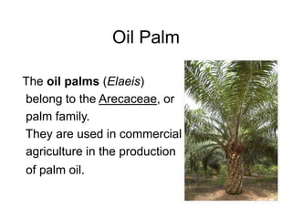 Oil Palm 
The oil palms (Elaeis) 
belong to the Arecaceae, or 
palm family. 
They are used in commercial 
agriculture in the production 
of palm oil. 
 