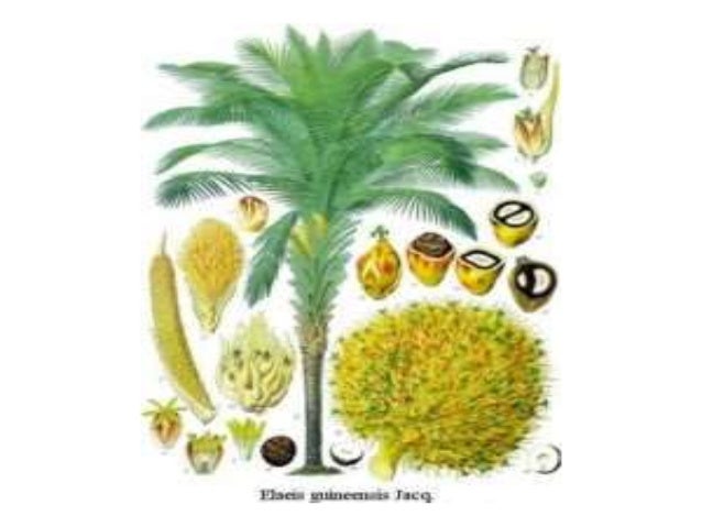 Oil Palm montgomery-palm-veitchia-montgomeryana-palmco-wholesale-palms