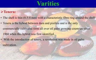 Tenera:
• The shell is thin (0.5-4 mm) with a characteristic fibre ring around the shell
• Tenera is the hybrid between dura and pisifera and is the only
commercially cultivated form all over oil palm growing countries since
1960 when this hybrid was first identified.
• With the introduction of tenera, a revolution was made in oil palm
cultivation.
Varities
 