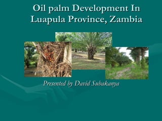 Oil palm Development In Luapula Province, Zambia Presented by David Subakanya 