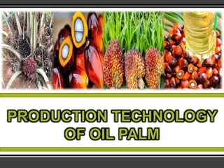 PRODUCTION TECHNOLOGY
OF OIL PALM
 