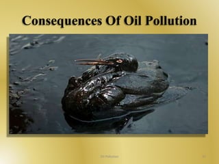 Consequences Of Oil Pollution 
Oil Pollution 31 
 