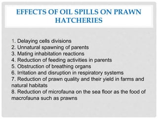 EFFECTS OF OIL SPILLS ON PRAWN
HATCHERIES
1. Delaying cells divisions
2. Unnatural spawning of parents
3. Mating inhabitation reactions
4. Reduction of feeding activities in parents
5. Obstruction of breathing organs
6. Irritation and disruption in respiratory systems
7. Reduction of prawn quality and their yield in farms and
natural habitats
8. Reduction of microfauna on the sea floor as the food of
macrofauna such as prawns
 