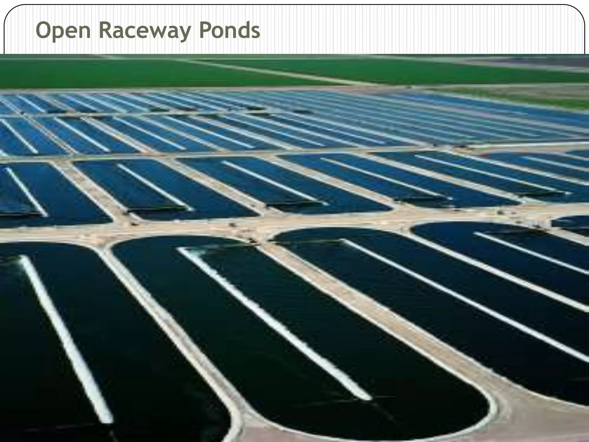 Biodiesel production from algae | PPTX