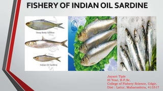 FISHERY OF INDIAN OIL SARDINE
Jayant Tiple
III Year, B.F.Sc.
College of Fishery Science, Udgir,
Dist : Latur, Maharashtra, 413517
 
