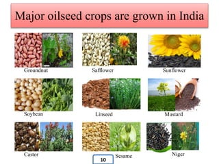 Major oilseed crops are grown in India
Groundnut Safflower Sunflower
Soybean MustardLinseed
Castor Sesame Niger
10
 