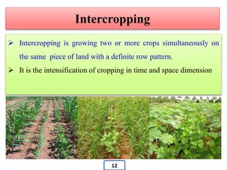 Intercropping
 Intercropping is growing two or more crops simultaneously on
the same piece of land with a definite row pattern.
 It is the intensification of cropping in time and space dimension
12
 