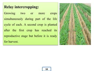 Relay intercropping:
Growing two or more crops
simultaneously during part of the life
cycle of each. A second crop is planted
after the first crop has reached its
reproductive stage but before it is ready
for harvest.
18
 