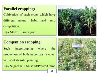 Parallel cropping:
Cultivation of such crops which have
different natural habit and zero
competition.
Eg.- Maize + Greengram
Companion cropping:
Such intercropping where the
production of both intercrops is equal
to that of its solid planting.
Eg.- Sugacane + Musturd/Potato/Onion
19
 