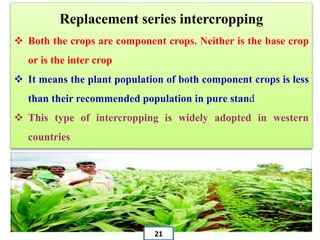 Replacement series intercropping
 Both the crops are component crops. Neither is the base crop
or is the inter crop
 It means the plant population of both component crops is less
than their recommended population in pure stand
 This type of intercropping is widely adopted in western
countries
21
 