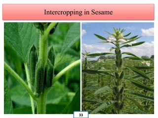 Intercropping in Sesame
33
 
