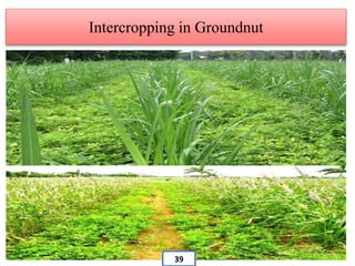 Intercropping in Groundnut
39
 