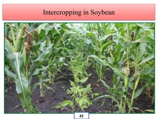 Intercropping in Soybean
42
 