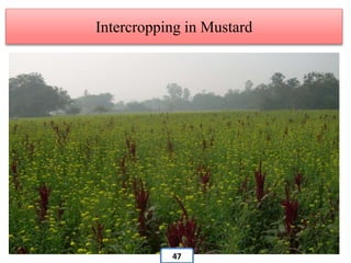 Intercropping in Mustard
47
 